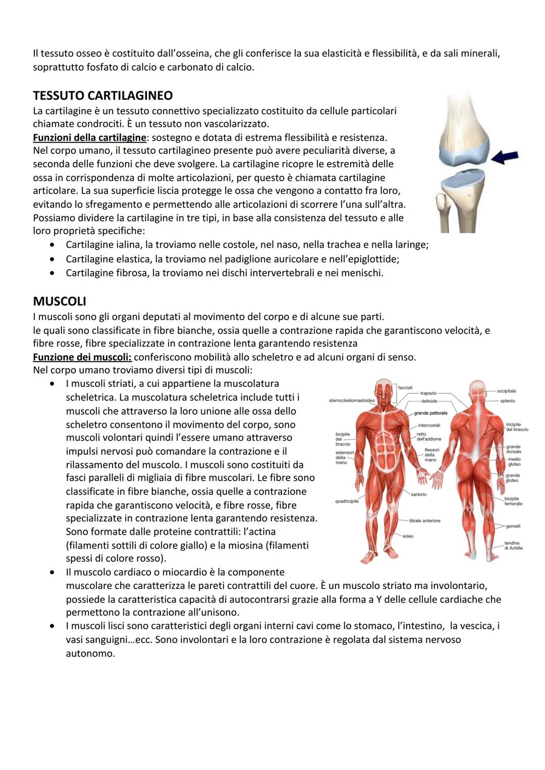 ANATOMIA APPARATO LOCOMOTORE
L'apparato locomotore è il risultato dell'unione tra l'apparato scheletrico e l'apparato muscolare.
I principal