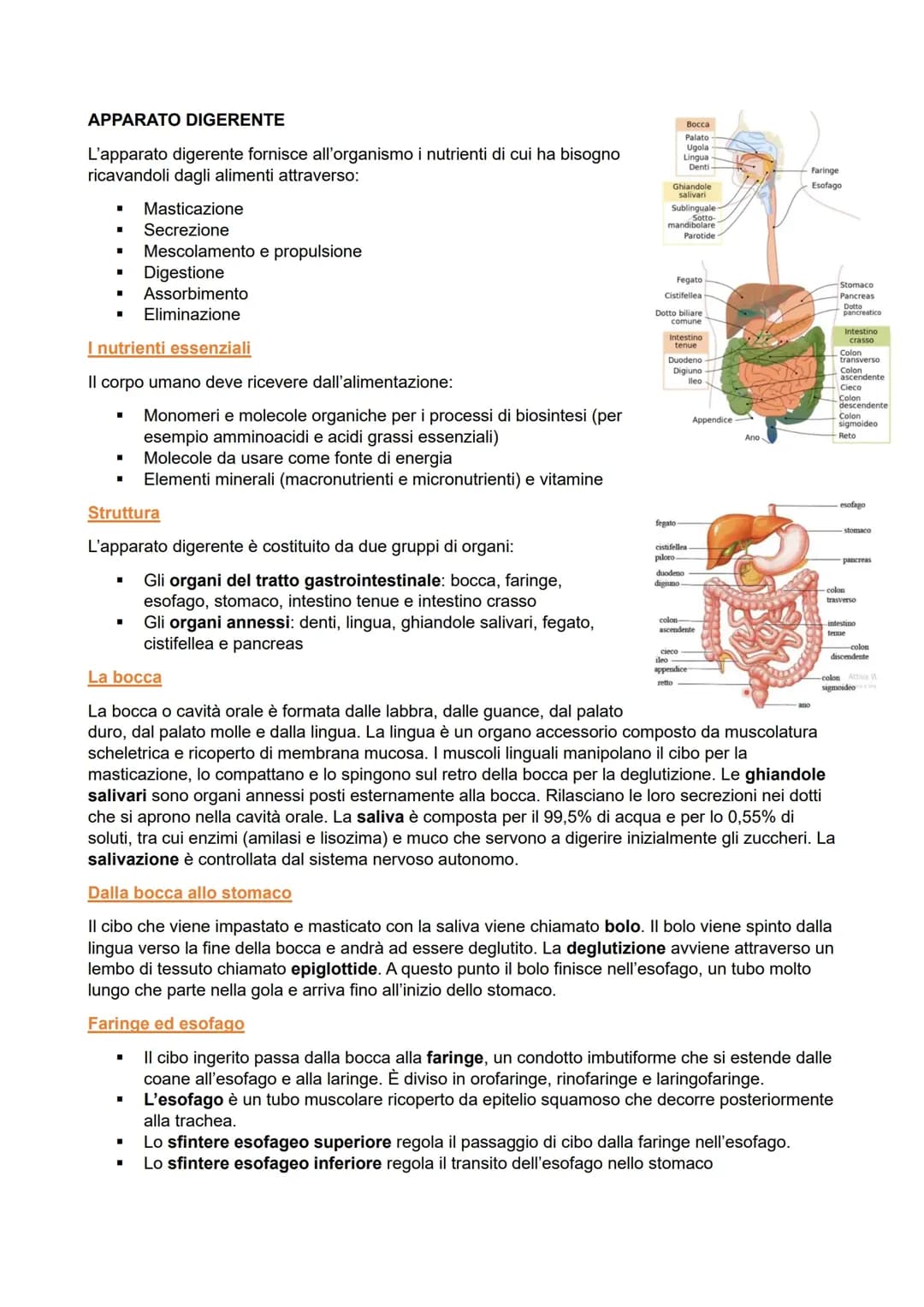 apparato digerente 