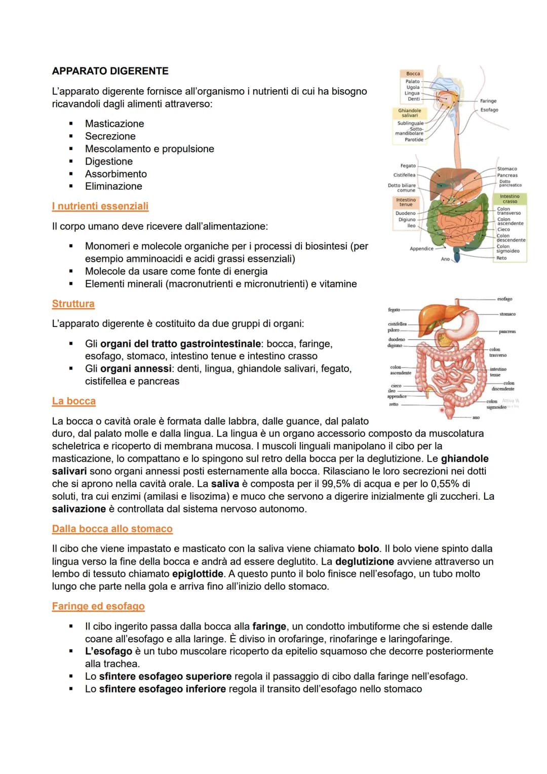 APPARATO DIGERENTE
L'apparato digerente fornisce all'organismo i nutrienti di cui ha bisogno
ricavandoli dagli alimenti attraverso:
■ Mastic