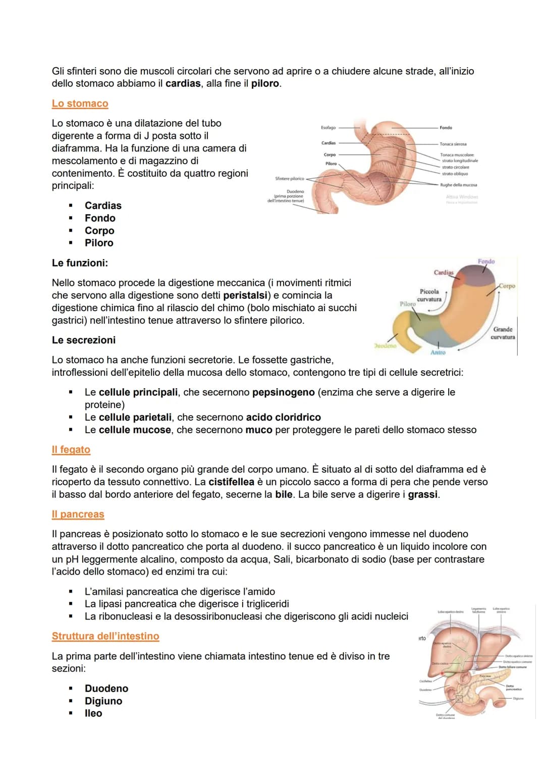 APPARATO DIGERENTE
L'apparato digerente fornisce all'organismo i nutrienti di cui ha bisogno
ricavandoli dagli alimenti attraverso:
■ Mastic