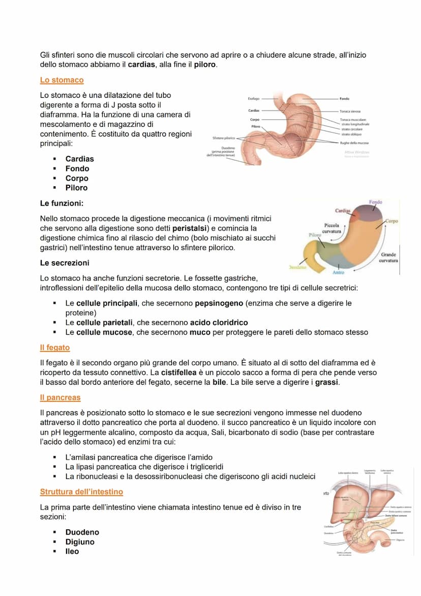 APPARATO DIGERENTE
L'apparato digerente fornisce all'organismo i nutrienti di cui ha bisogno
ricavandoli dagli alimenti attraverso:
■ Mastic