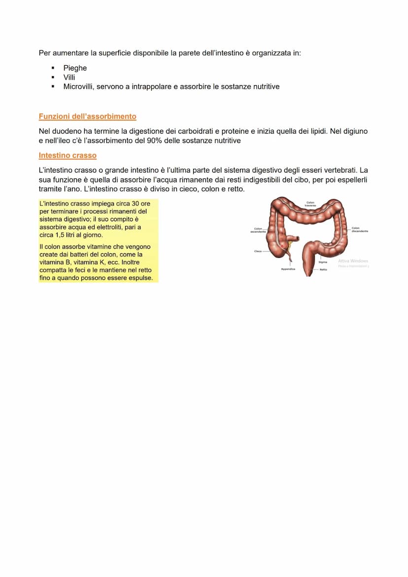 APPARATO DIGERENTE
L'apparato digerente fornisce all'organismo i nutrienti di cui ha bisogno
ricavandoli dagli alimenti attraverso:
■ Mastic