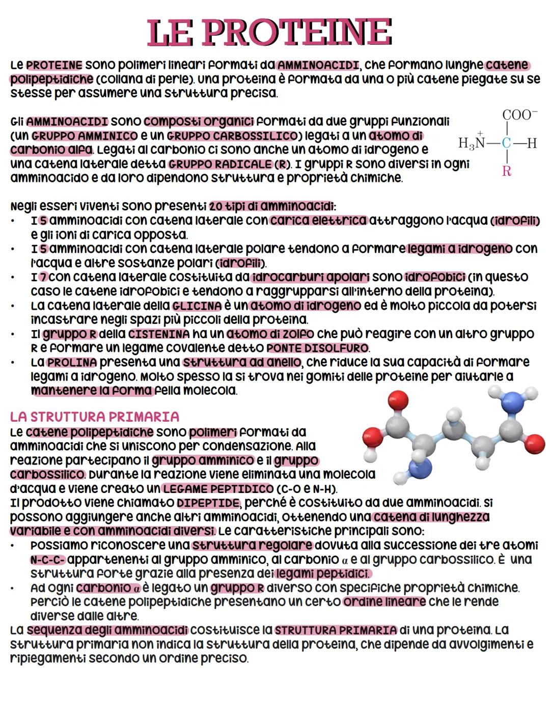 # LE PROTEINE

LE PROTEINE SONO polimeri lineari formati da AMMINOACIDI, che formano lunghe catene
polipeptidiche (collana di perie). una pr