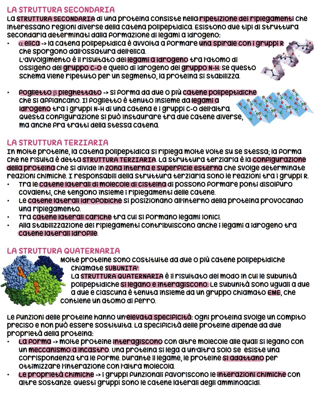 # LE PROTEINE

LE PROTEINE SONO polimeri lineari formati da AMMINOACIDI, che formano lunghe catene
polipeptidiche (collana di perie). una pr