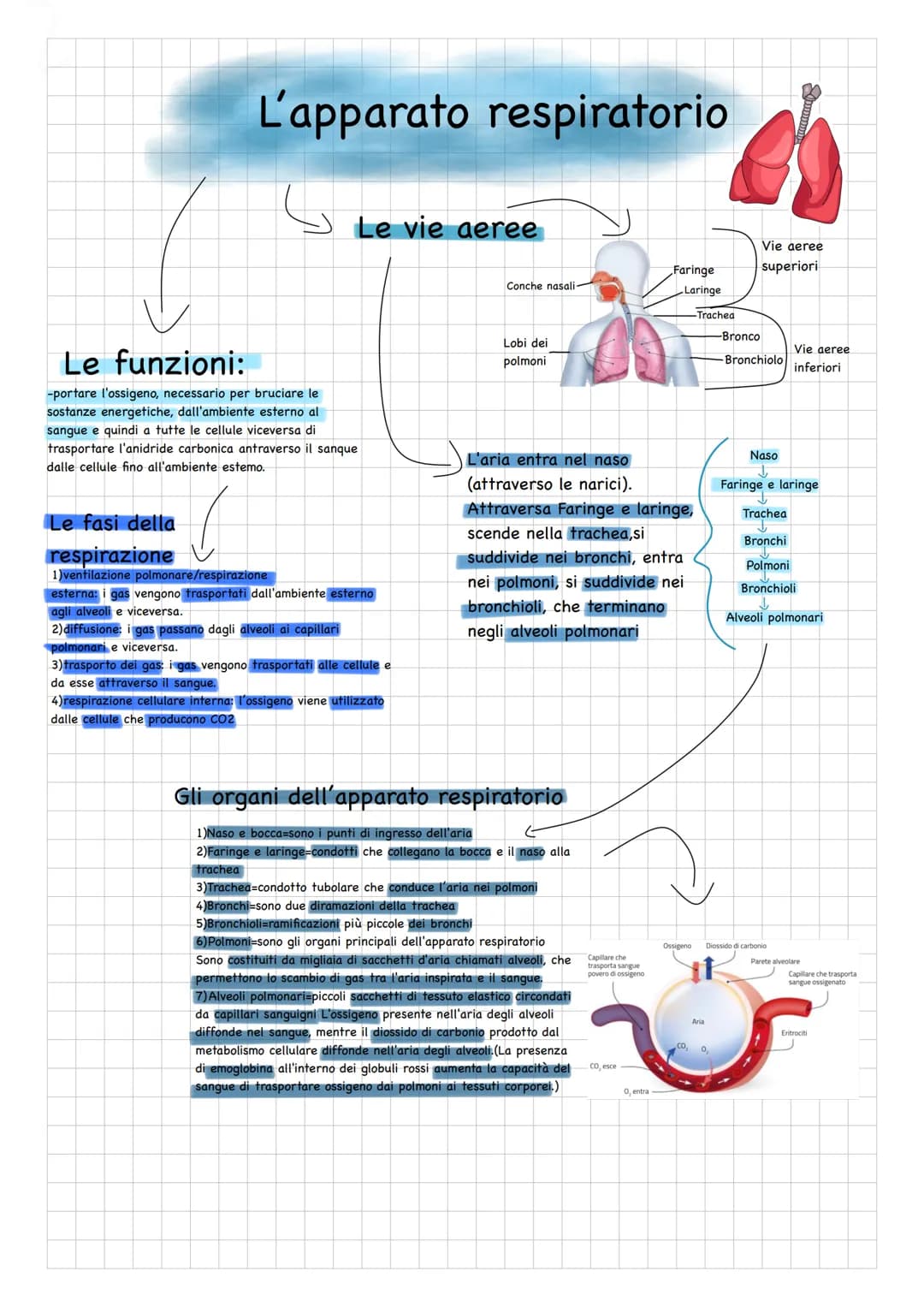 # L'apparato respiratorio

Le vie aeree

Conche nasali-

Faringe

Vie aeree
superiori

Laringe

-Trachea

-Bronco

-Bronchiolo

Vie aeree
in