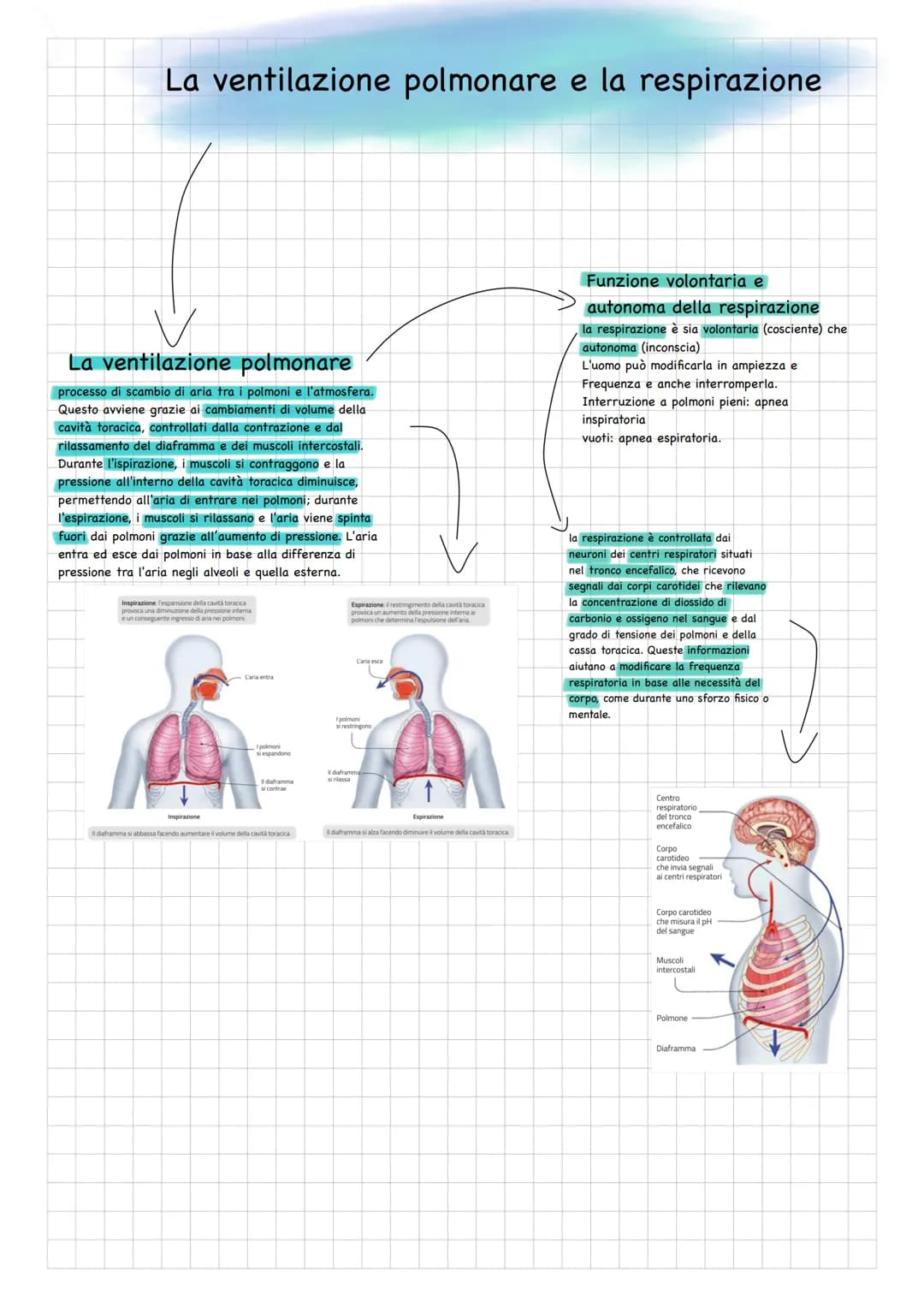 # L'apparato respiratorio

Le vie aeree

Conche nasali-

Faringe

Vie aeree
superiori

Laringe

-Trachea

-Bronco

-Bronchiolo

Vie aeree
in