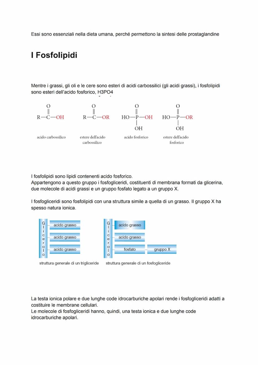 Le biomolecole
I pochi milioni di sostanze prodotte artificialmente in laboratorio sono poca cosa se
confrontate ai quasi mille miliardi di 