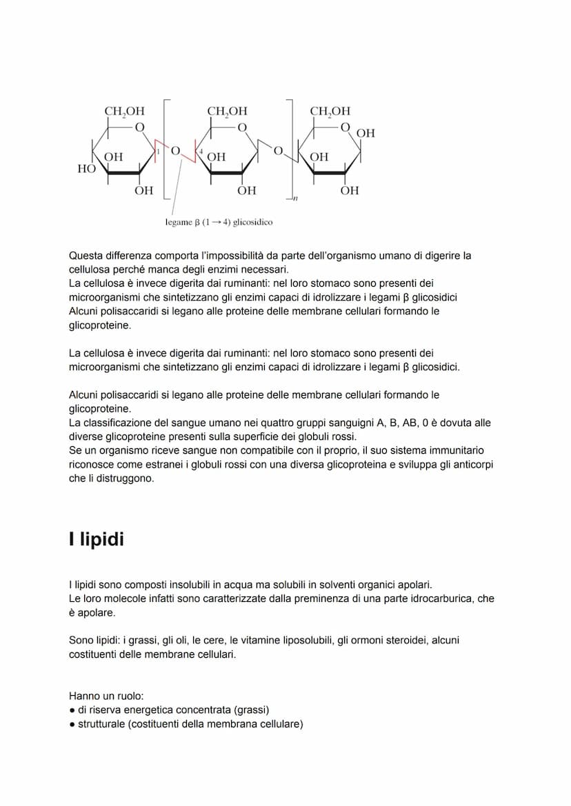 Le biomolecole
I pochi milioni di sostanze prodotte artificialmente in laboratorio sono poca cosa se
confrontate ai quasi mille miliardi di 