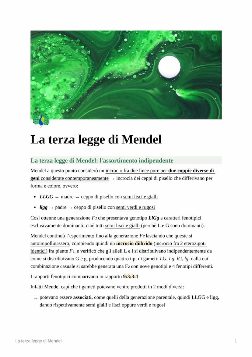 La terza legge di Mendel
La terza legge di Mendel: l'assortimento indipendente
Mendel a questo punto considerò un incrocio fra due linee pur