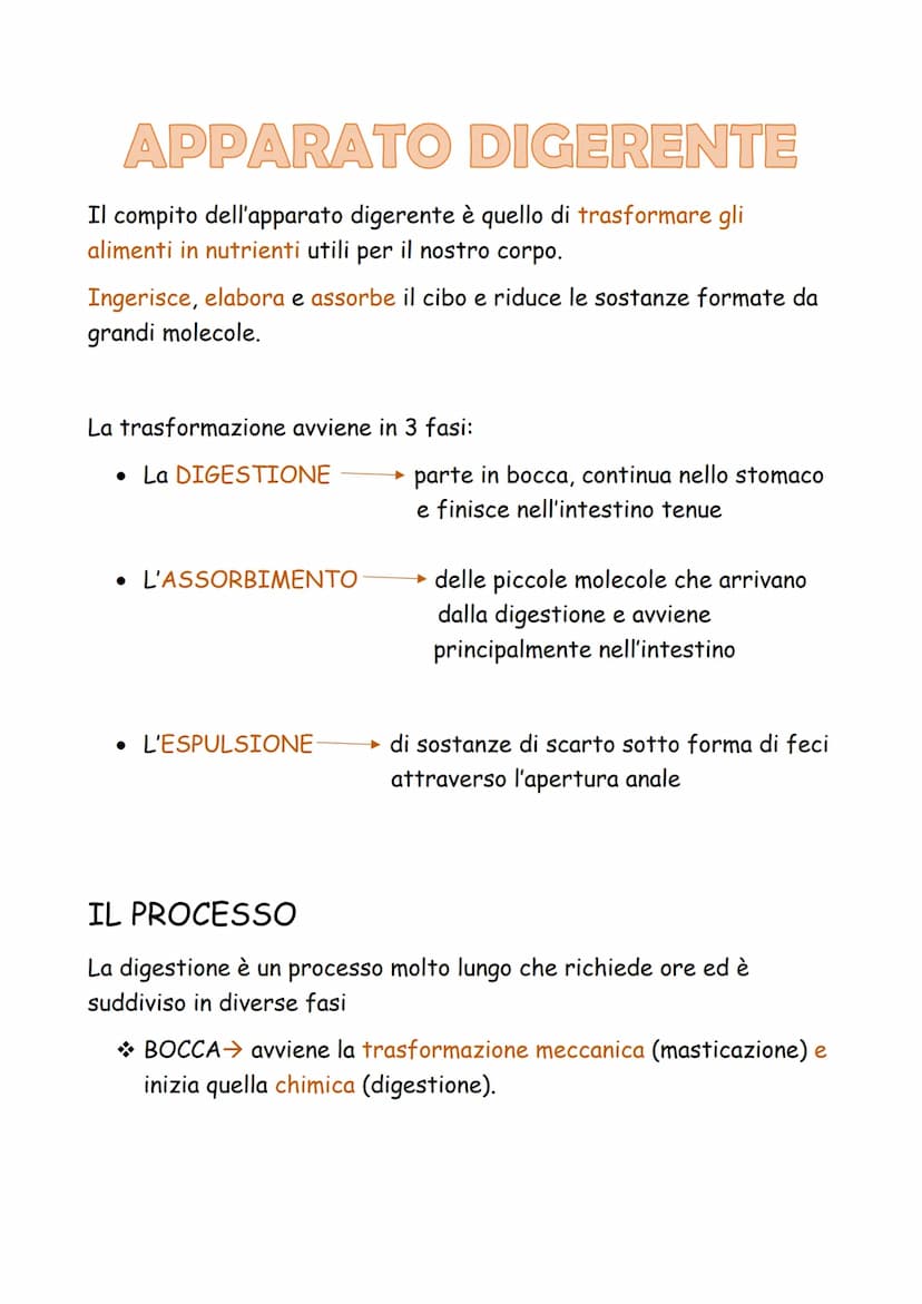 
<p>Il compito dell'apparato digerente è quello di trasformare gli alimenti in nutrienti utili per il nostro corpo. Questo processo avviene 