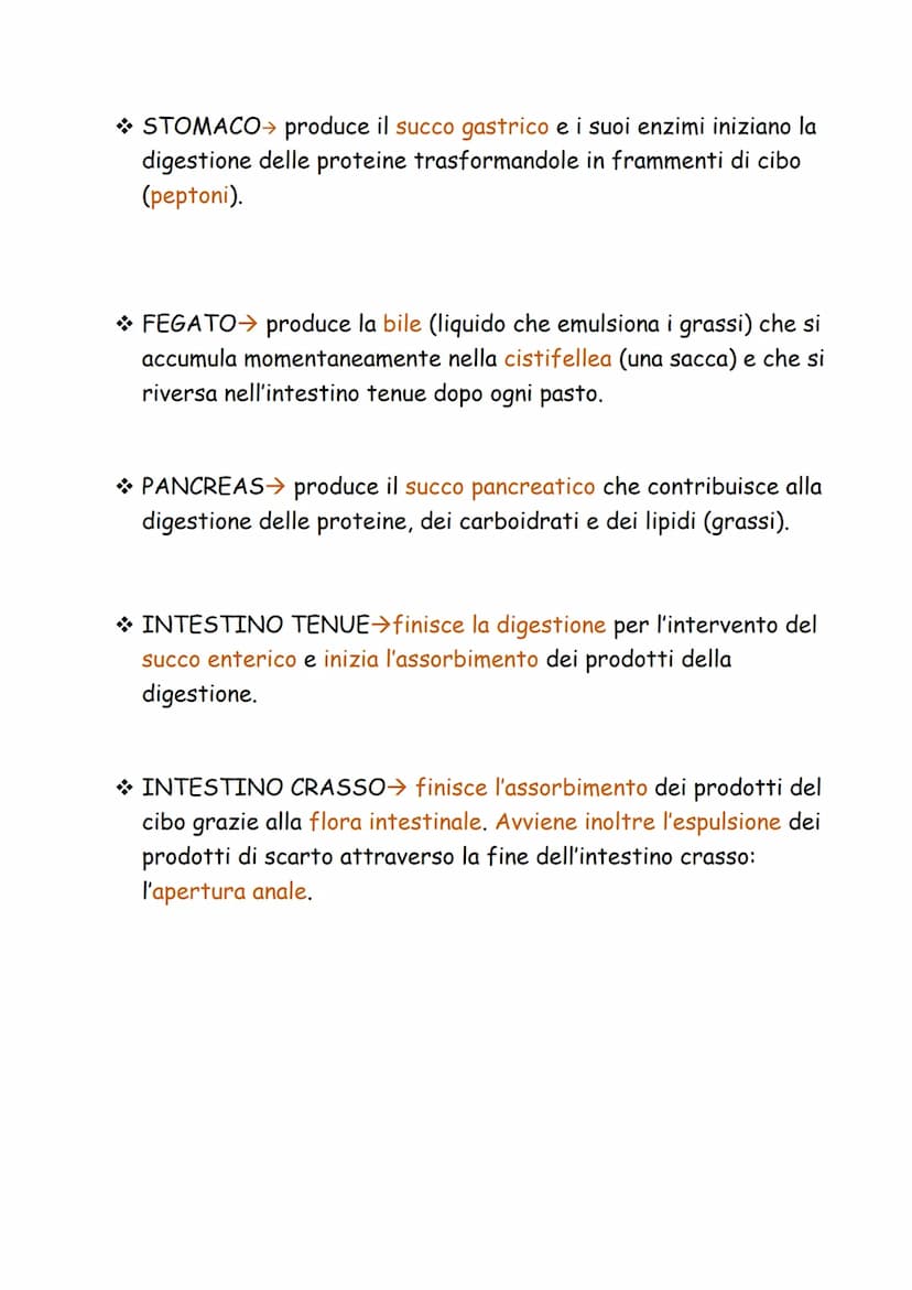 
<p>Il compito dell'apparato digerente è quello di trasformare gli alimenti in nutrienti utili per il nostro corpo. Questo processo avviene 