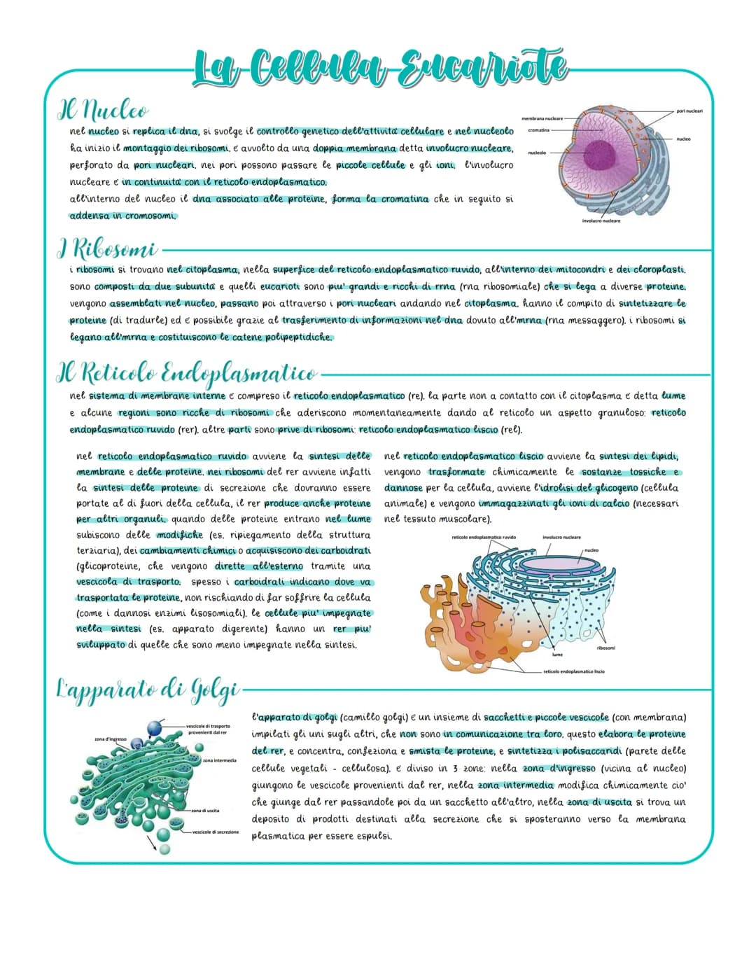 Le Caratteristiche delle fellule
tutte le cellule hanno una dimensione limitata dal rapporto tra superficie e volume, il volume determina il