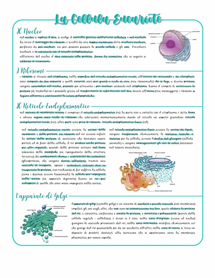 Le Caratteristiche delle fellule
tutte le cellule hanno una dimensione limitata dal rapporto tra superficie e volume, il volume determina il