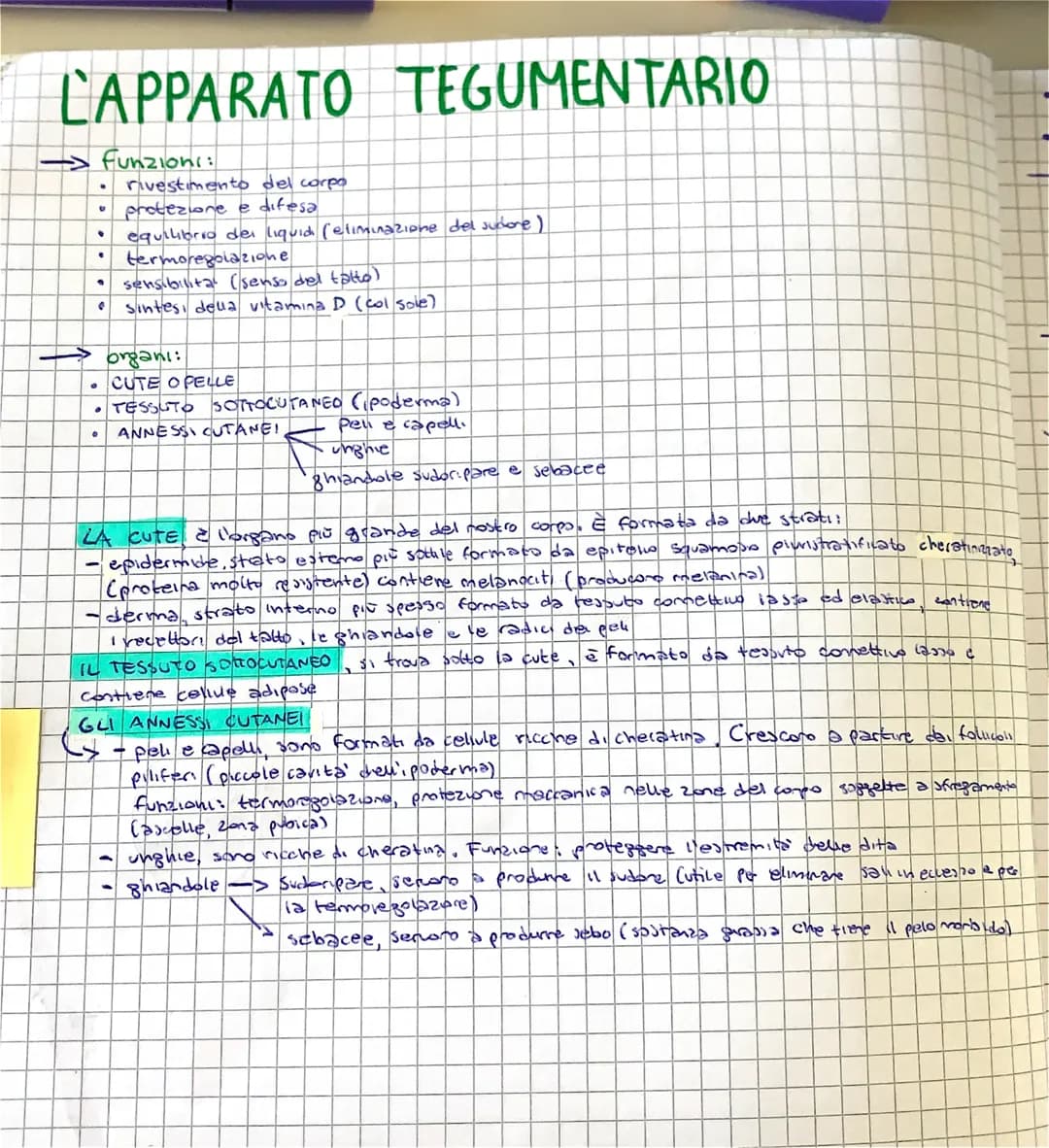 LAPPARATO TEGUMENTARIO
rivestimento del corpo
protezione e difesa
equilibrio dei liquid (eliminazione del sudore)
termoregolazione
sensibili