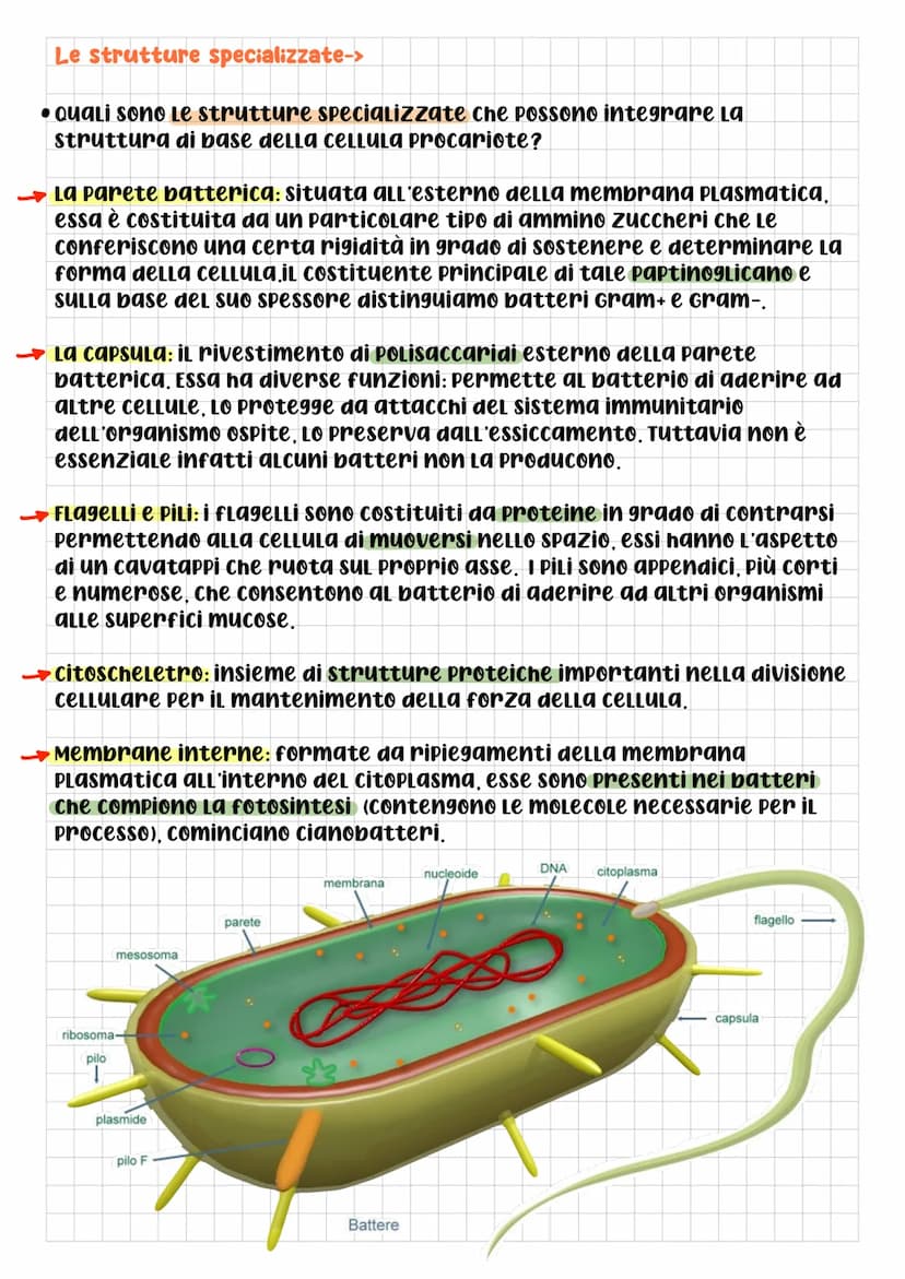 BIOLOGIA CELLULARE
Che cos'è La cELLULA? DOPO L'Utilizzo
di questo termine da parte di
Robert Hooke, per la prima volta
nel 1665, gli scienz