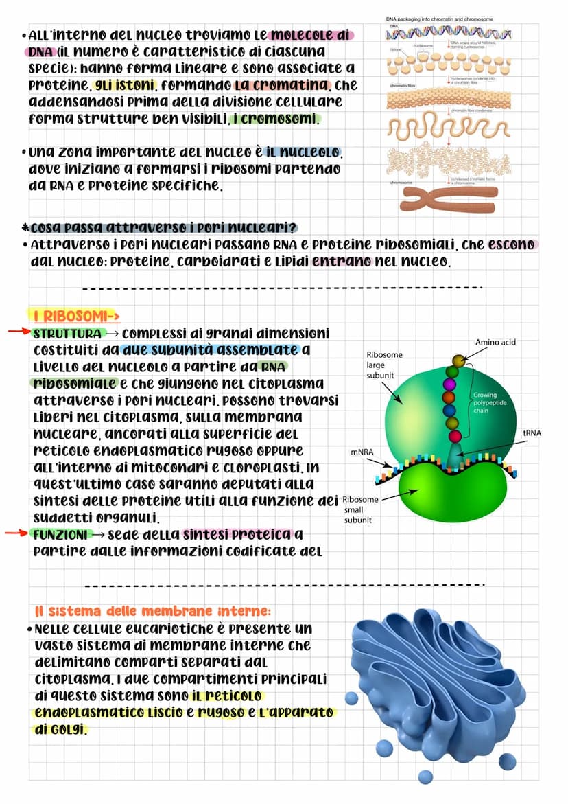 BIOLOGIA CELLULARE
Che cos'è La cELLULA? DOPO L'Utilizzo
di questo termine da parte di
Robert Hooke, per la prima volta
nel 1665, gli scienz