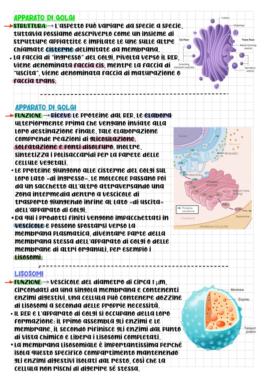 BIOLOGIA CELLULARE
Che cos'è La cELLULA? DOPO L'Utilizzo
di questo termine da parte di
Robert Hooke, per la prima volta
nel 1665, gli scienz