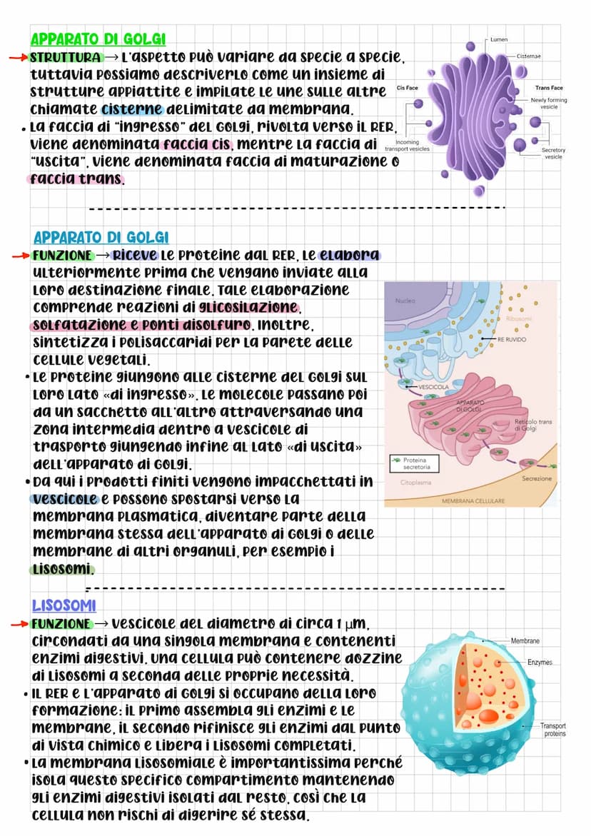 BIOLOGIA CELLULARE
Che cos'è La cELLULA? DOPO L'Utilizzo
di questo termine da parte di
Robert Hooke, per la prima volta
nel 1665, gli scienz