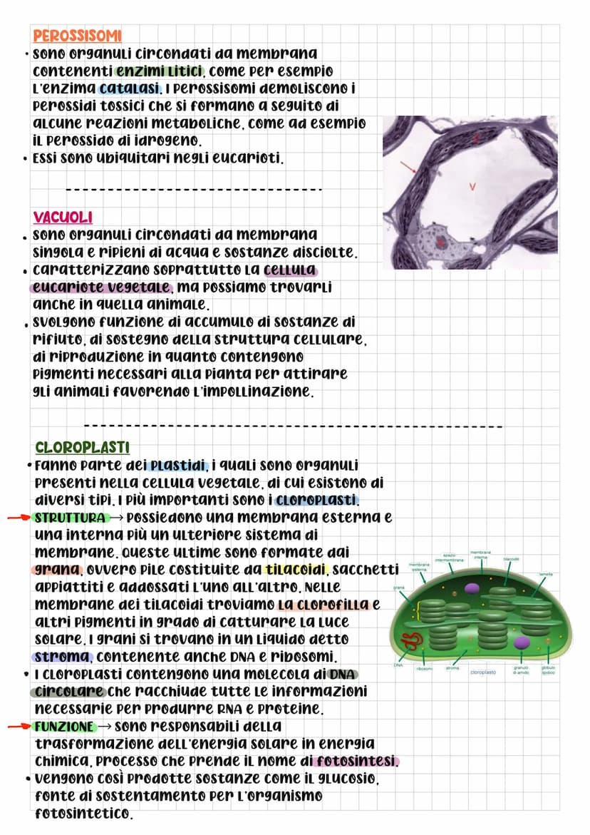 BIOLOGIA CELLULARE
Che cos'è La cELLULA? DOPO L'Utilizzo
di questo termine da parte di
Robert Hooke, per la prima volta
nel 1665, gli scienz
