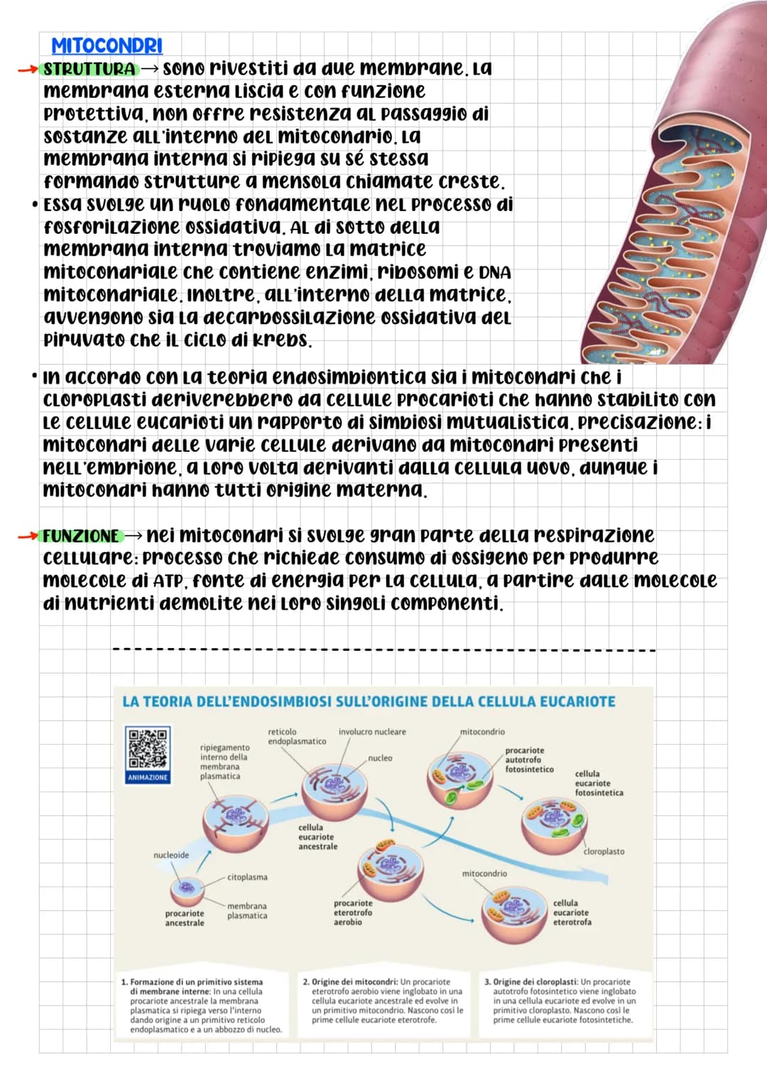 BIOLOGIA CELLULARE
Che cos'è La cELLULA? DOPO L'Utilizzo
di questo termine da parte di
Robert Hooke, per la prima volta
nel 1665, gli scienz