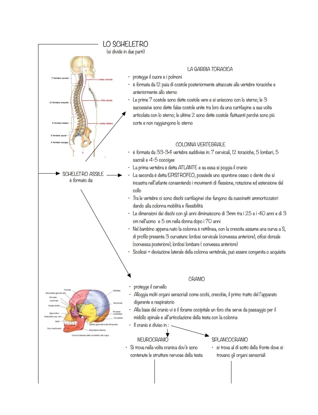 È costituito da:
l'apparato scheletrico
l'apparato muscolare
La forma dei corpi è plasmata da
3 diversi sistemi scheletrici:
ENDOSCHELETRO
i