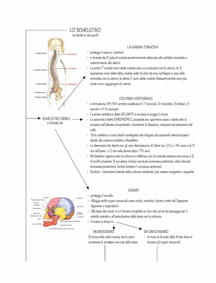 È costituito da:
l'apparato scheletrico
l'apparato muscolare
La forma dei corpi è plasmata da
3 diversi sistemi scheletrici:
ENDOSCHELETRO
i