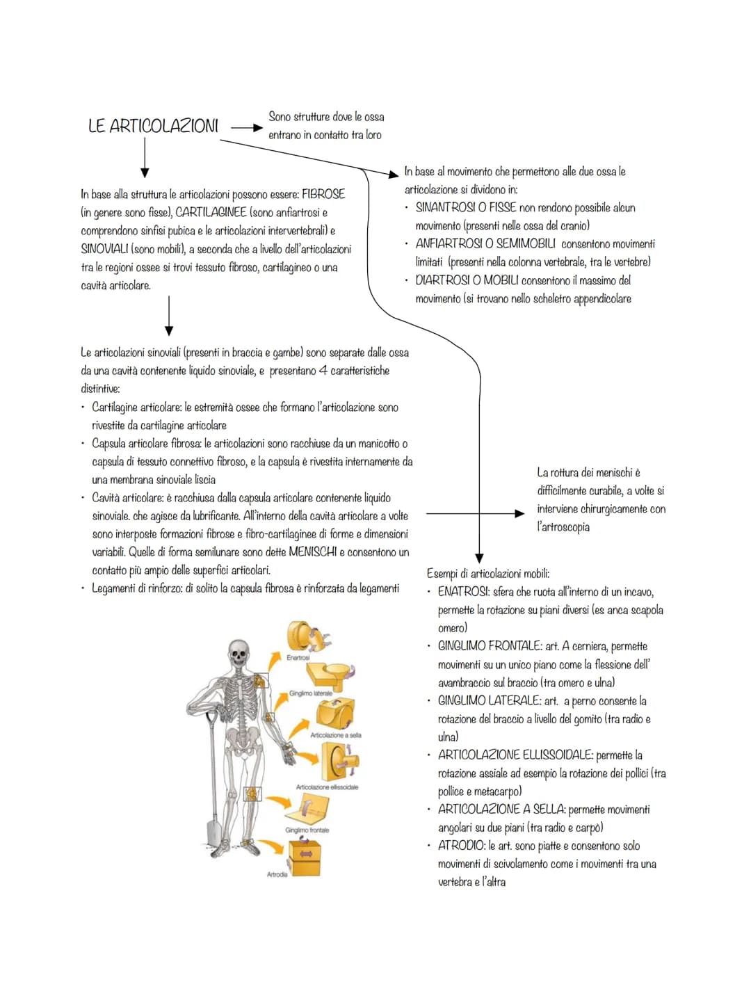 È costituito da:
l'apparato scheletrico
l'apparato muscolare
La forma dei corpi è plasmata da
3 diversi sistemi scheletrici:
ENDOSCHELETRO
i