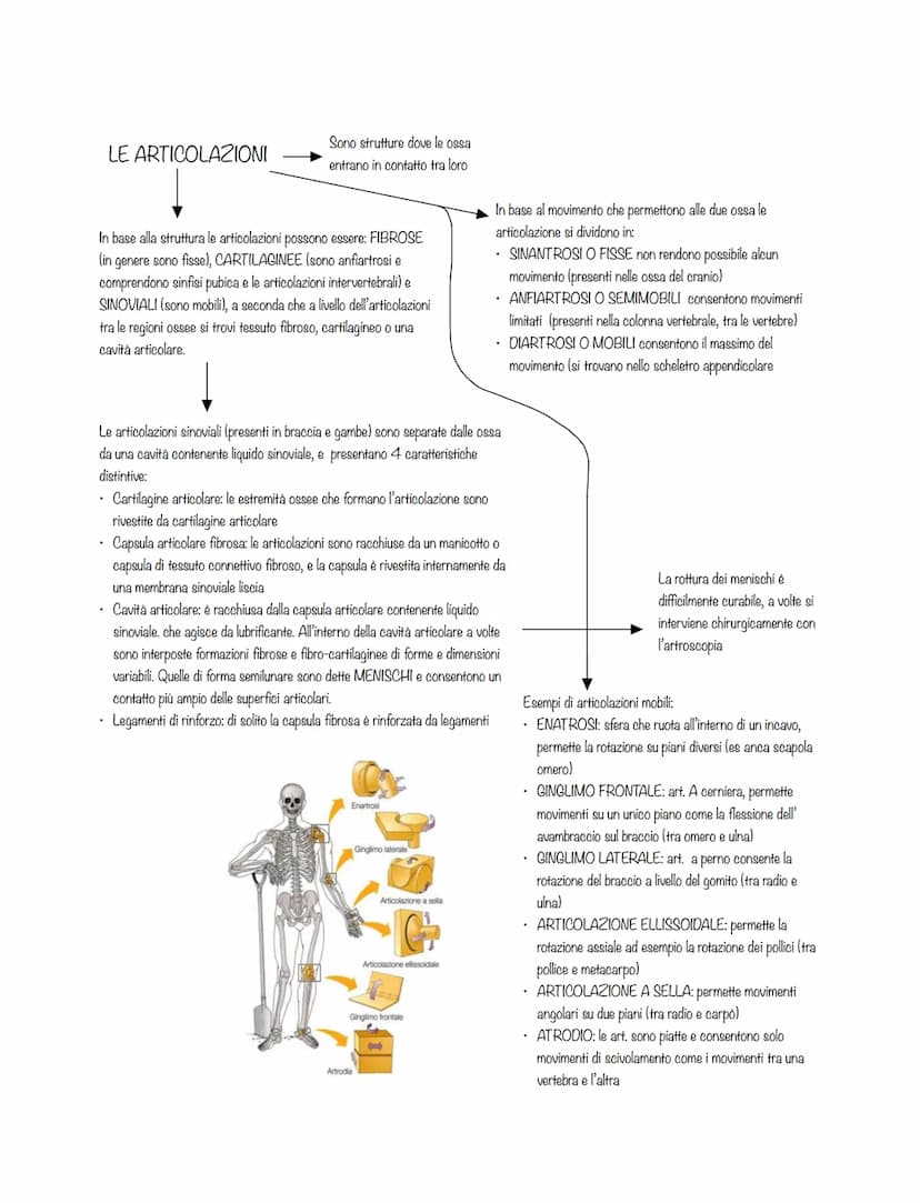 È costituito da:
l'apparato scheletrico
l'apparato muscolare
La forma dei corpi è plasmata da
3 diversi sistemi scheletrici:
ENDOSCHELETRO
i
