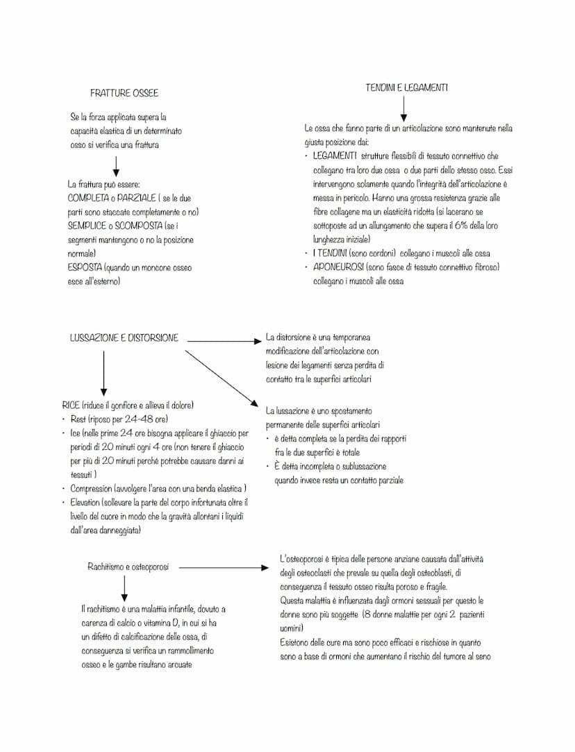 È costituito da:
l'apparato scheletrico
l'apparato muscolare
La forma dei corpi è plasmata da
3 diversi sistemi scheletrici:
ENDOSCHELETRO
i