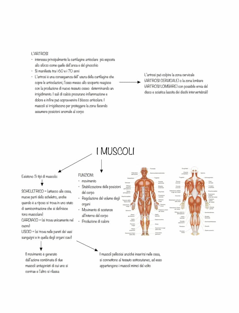 È costituito da:
l'apparato scheletrico
l'apparato muscolare
La forma dei corpi è plasmata da
3 diversi sistemi scheletrici:
ENDOSCHELETRO
i