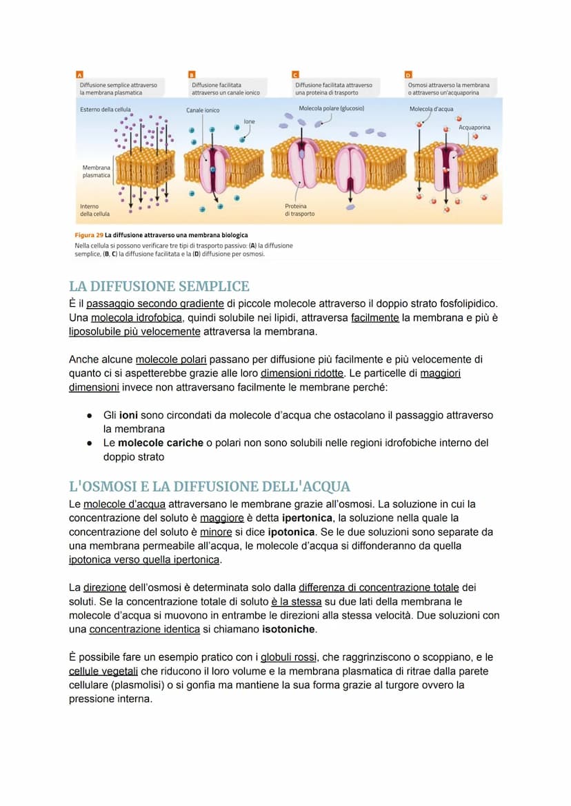 LE MEMBRANE CELLULARI SONO SEMIPERMEABILI
Le cellule per poter svolgere le reazioni metaboliche devono poter comunicare con l'esterno
per ri