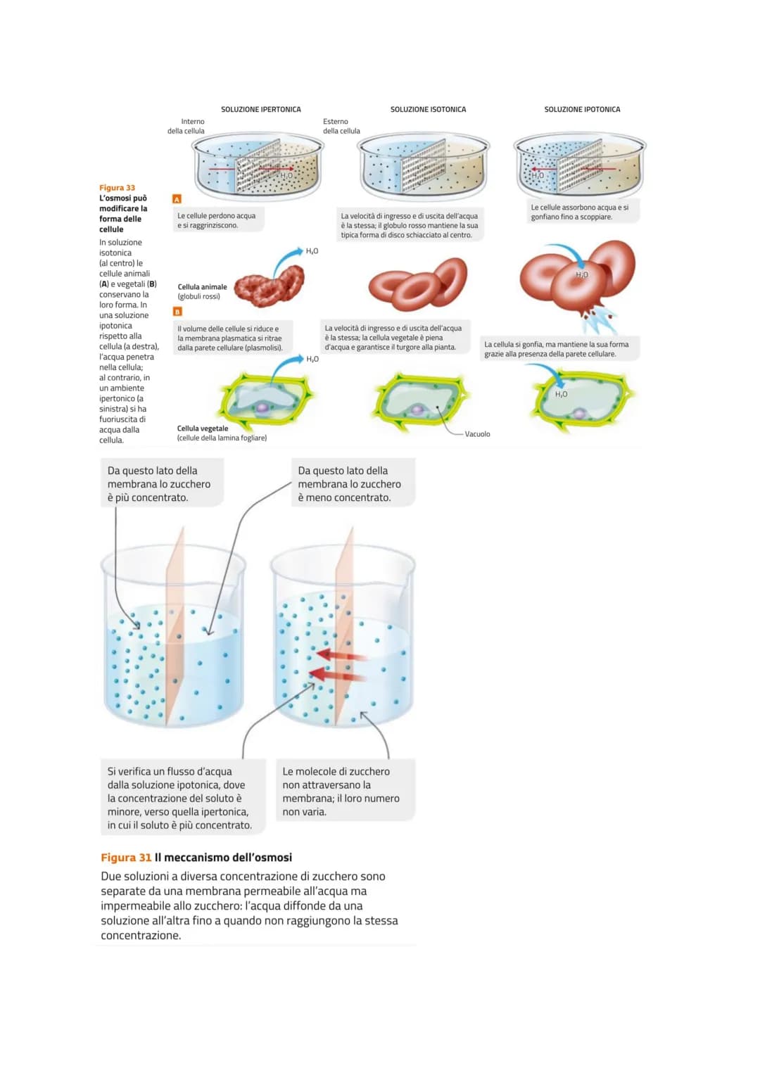 LE MEMBRANE CELLULARI SONO SEMIPERMEABILI
Le cellule per poter svolgere le reazioni metaboliche devono poter comunicare con l'esterno
per ri