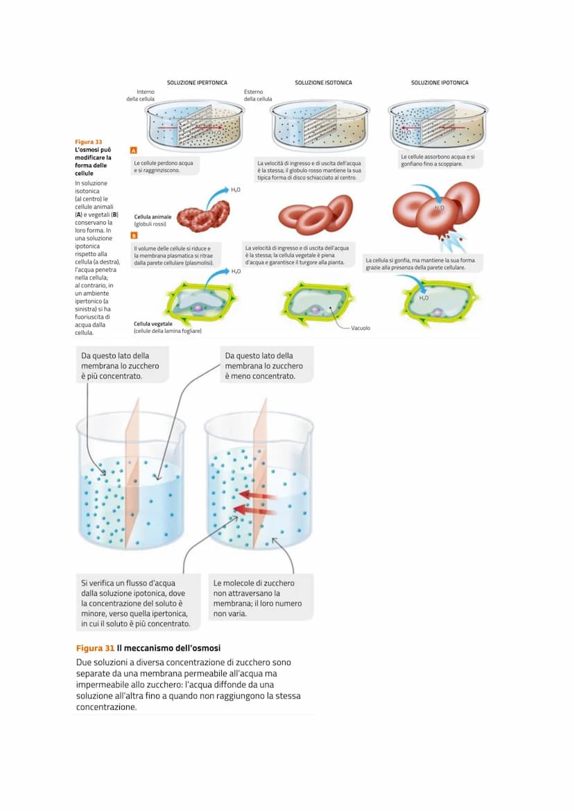 LE MEMBRANE CELLULARI SONO SEMIPERMEABILI
Le cellule per poter svolgere le reazioni metaboliche devono poter comunicare con l'esterno
per ri