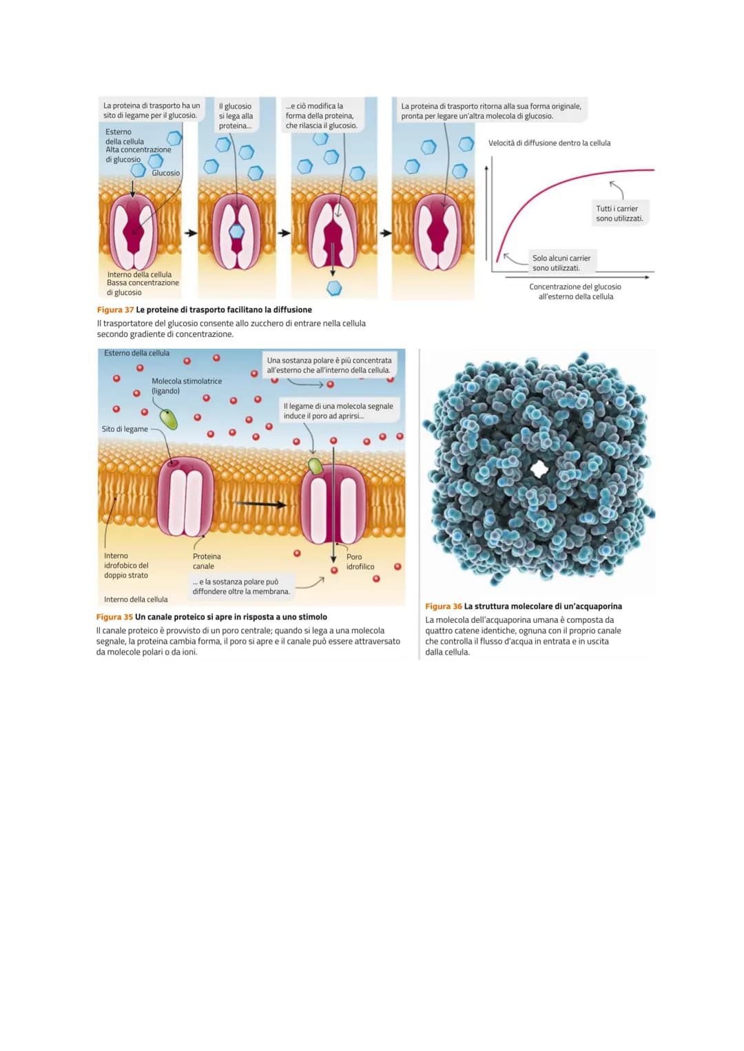 LE MEMBRANE CELLULARI SONO SEMIPERMEABILI
Le cellule per poter svolgere le reazioni metaboliche devono poter comunicare con l'esterno
per ri