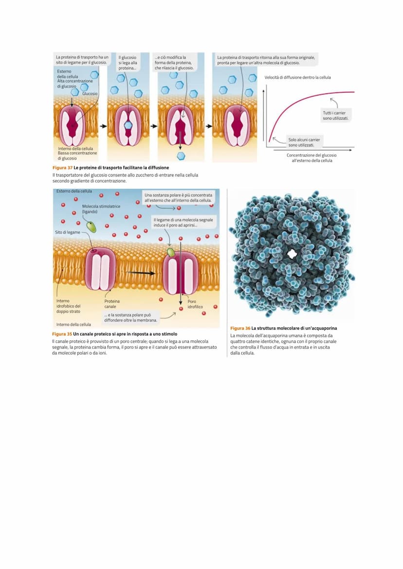 LE MEMBRANE CELLULARI SONO SEMIPERMEABILI
Le cellule per poter svolgere le reazioni metaboliche devono poter comunicare con l'esterno
per ri