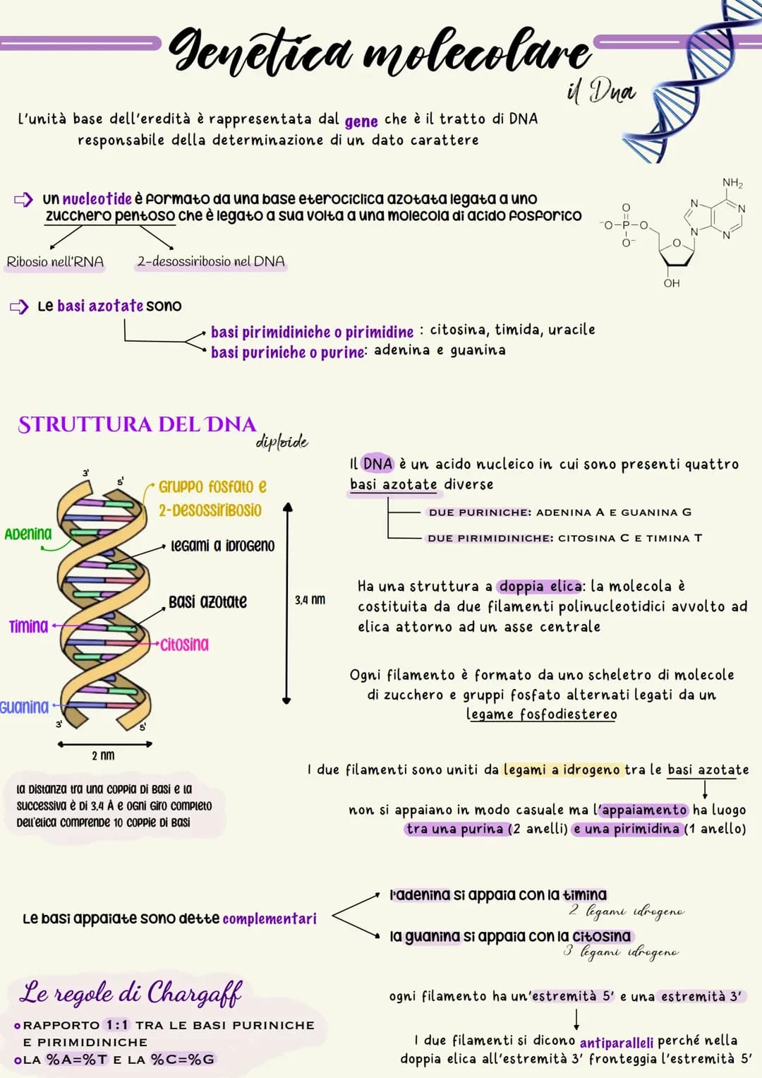 IL DNA 🧬 