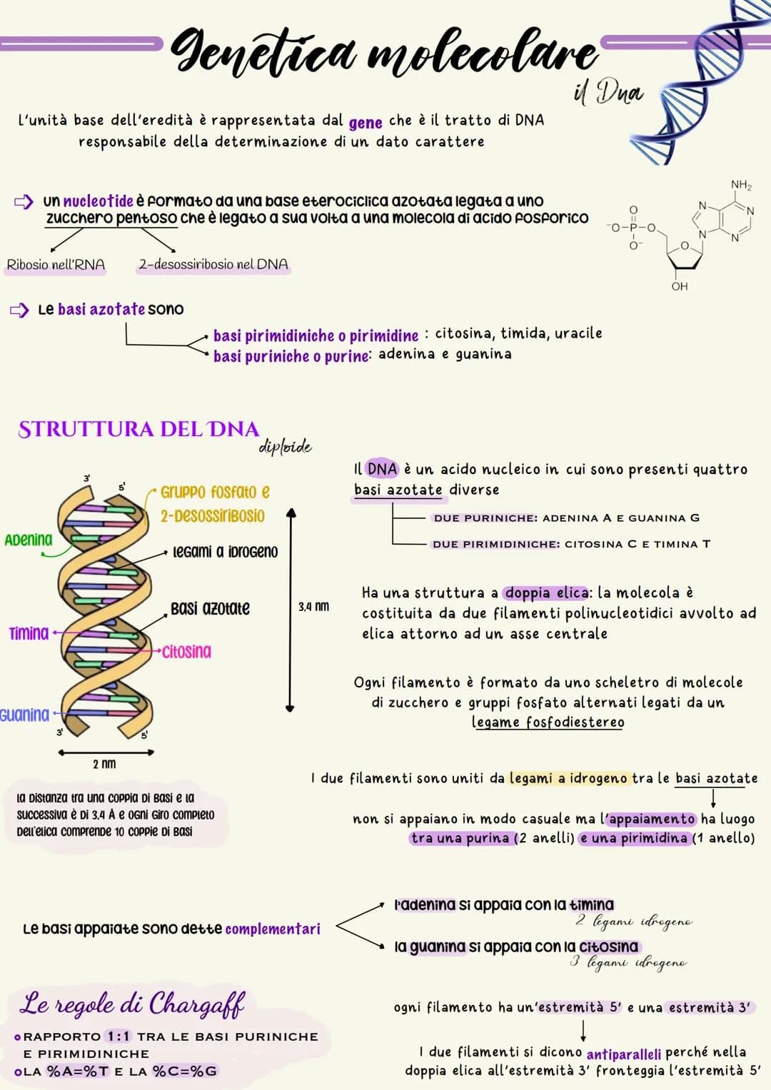 L'unità base dell'eredità è rappresentata dal gene che è il tratto di DNA
responsabile della determinazione di un dato carattere
un nucleoti