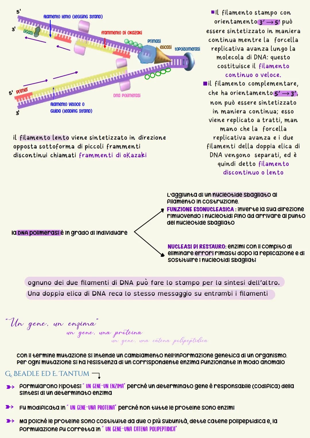L'unità base dell'eredità è rappresentata dal gene che è il tratto di DNA
responsabile della determinazione di un dato carattere
un nucleoti