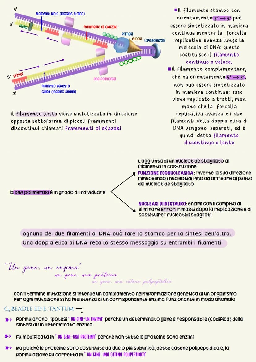 L'unità base dell'eredità è rappresentata dal gene che è il tratto di DNA
responsabile della determinazione di un dato carattere
un nucleoti
