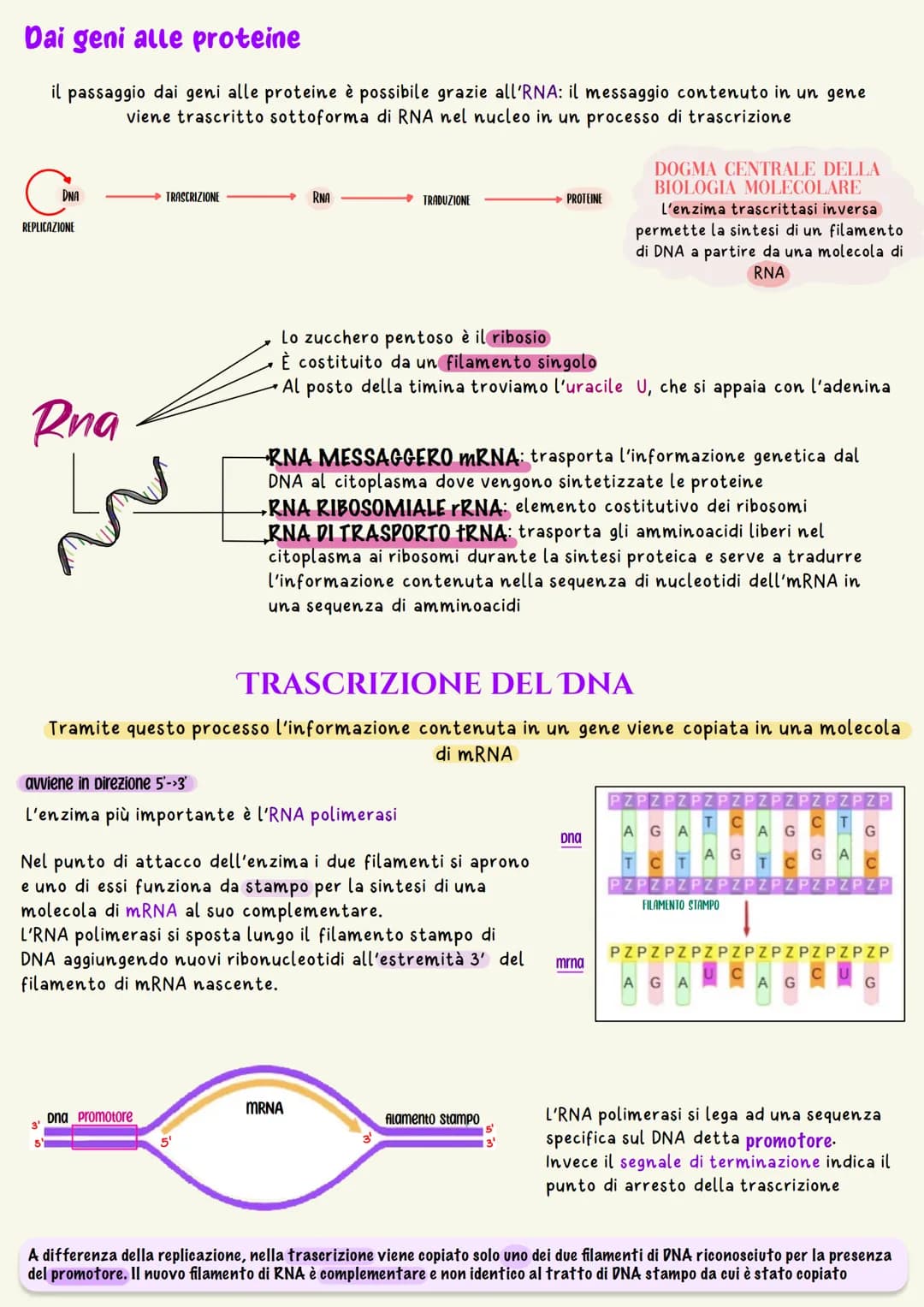 L'unità base dell'eredità è rappresentata dal gene che è il tratto di DNA
responsabile della determinazione di un dato carattere
un nucleoti