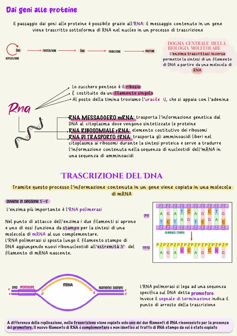L'unità base dell'eredità è rappresentata dal gene che è il tratto di DNA
responsabile della determinazione di un dato carattere
un nucleoti