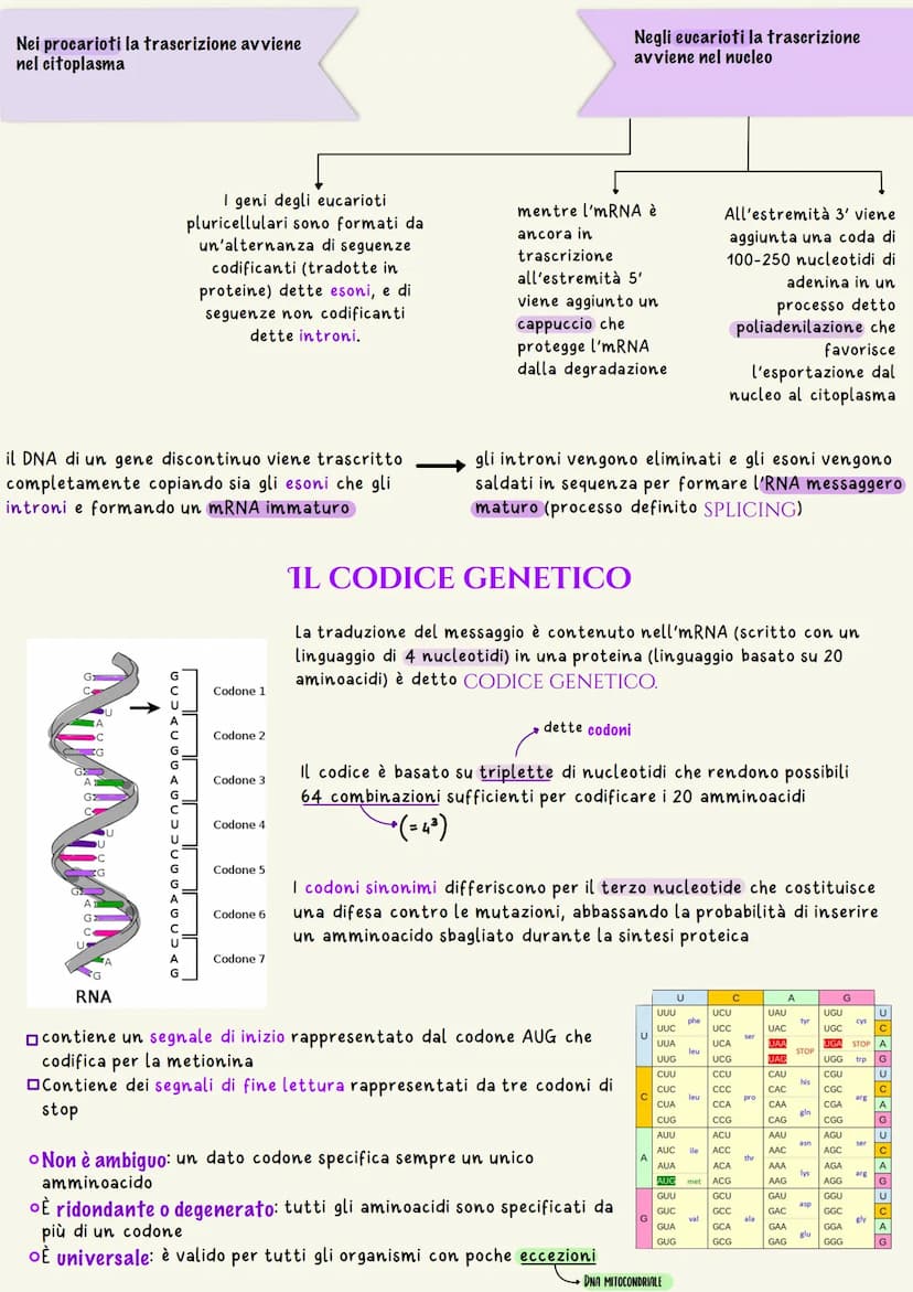 L'unità base dell'eredità è rappresentata dal gene che è il tratto di DNA
responsabile della determinazione di un dato carattere
un nucleoti