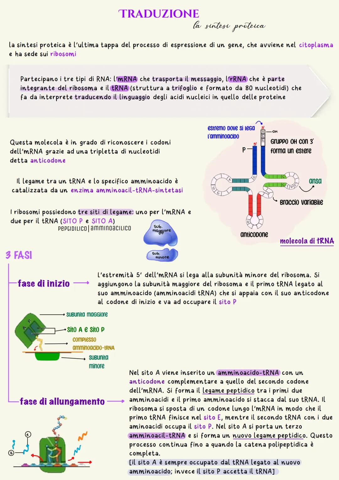 L'unità base dell'eredità è rappresentata dal gene che è il tratto di DNA
responsabile della determinazione di un dato carattere
un nucleoti