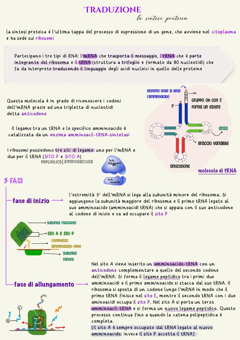 L'unità base dell'eredità è rappresentata dal gene che è il tratto di DNA
responsabile della determinazione di un dato carattere
un nucleoti