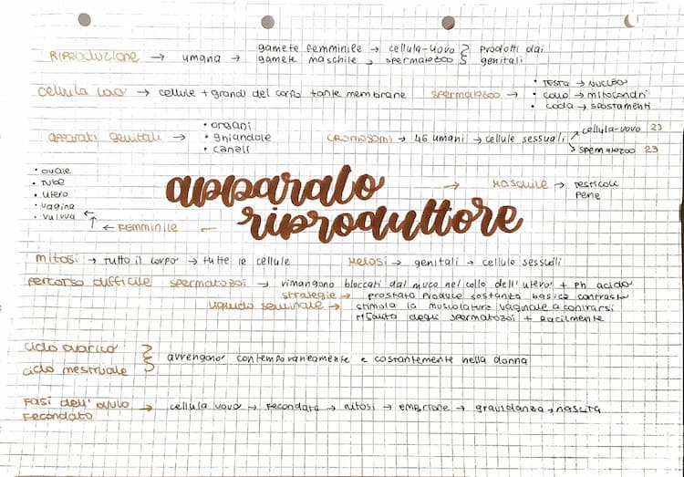 Know l’apparato riproduttore thumbnail