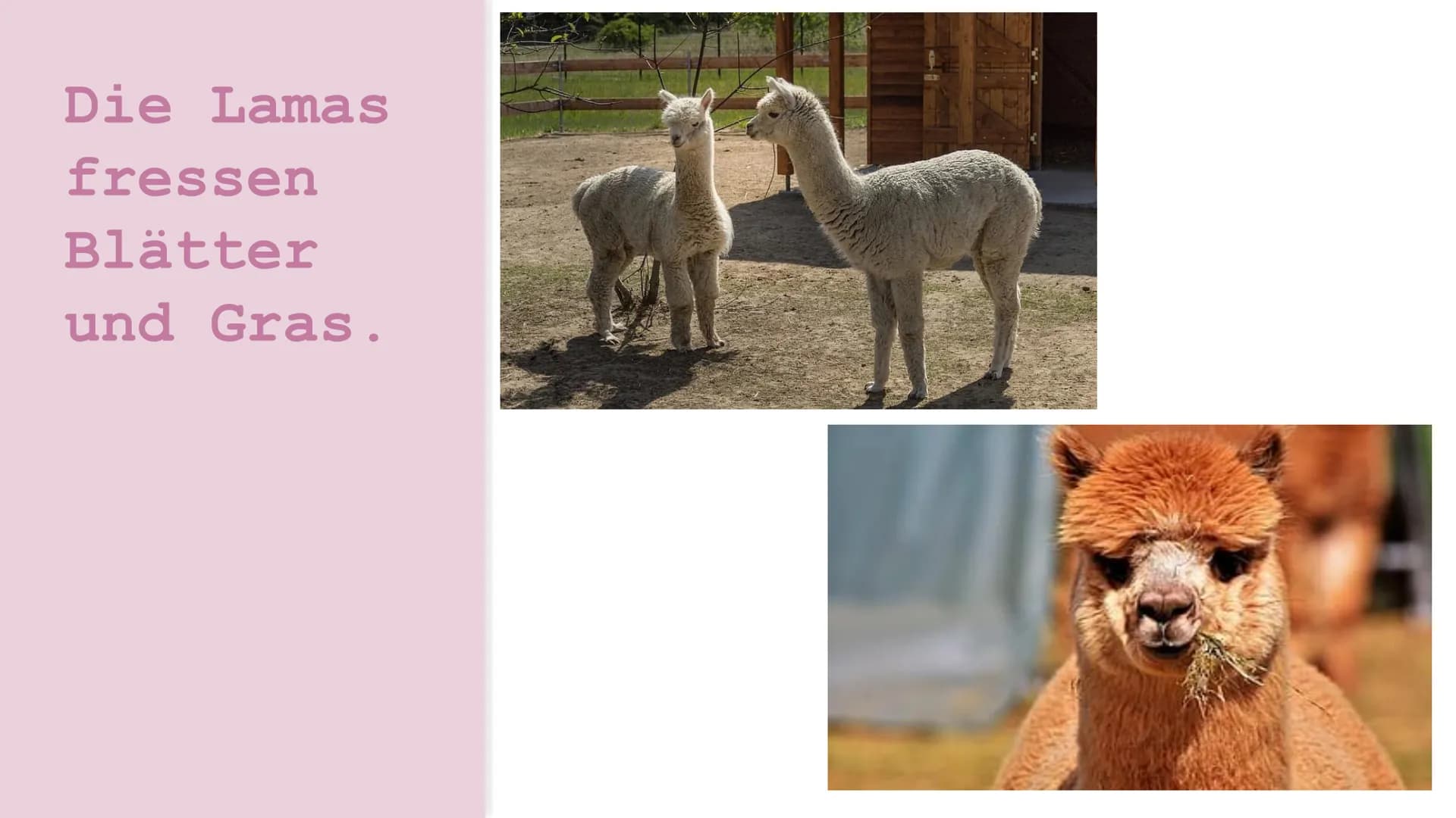 Der lama Die Lamas
fressen
Blätter
und Gras. Die Lamas sind
behaart.
Wolle produzieren.
Behaart: Peloso
Wolle: Lana Die Lamas spucken, wenn 