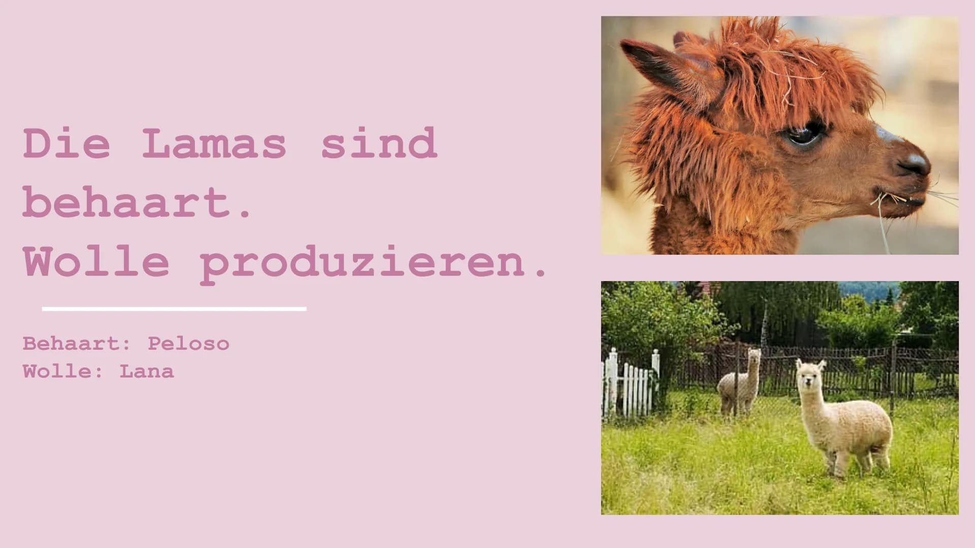 Der lama Die Lamas
fressen
Blätter
und Gras. Die Lamas sind
behaart.
Wolle produzieren.
Behaart: Peloso
Wolle: Lana Die Lamas spucken, wenn 