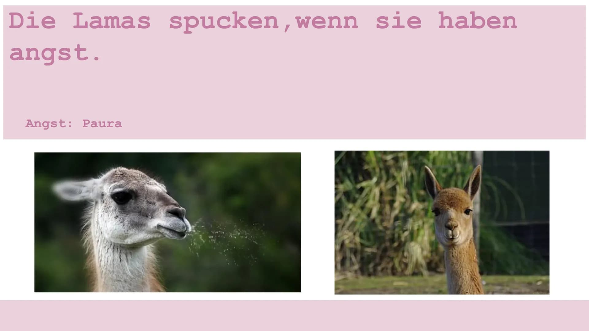 Der lama Die Lamas
fressen
Blätter
und Gras. Die Lamas sind
behaart.
Wolle produzieren.
Behaart: Peloso
Wolle: Lana Die Lamas spucken, wenn 