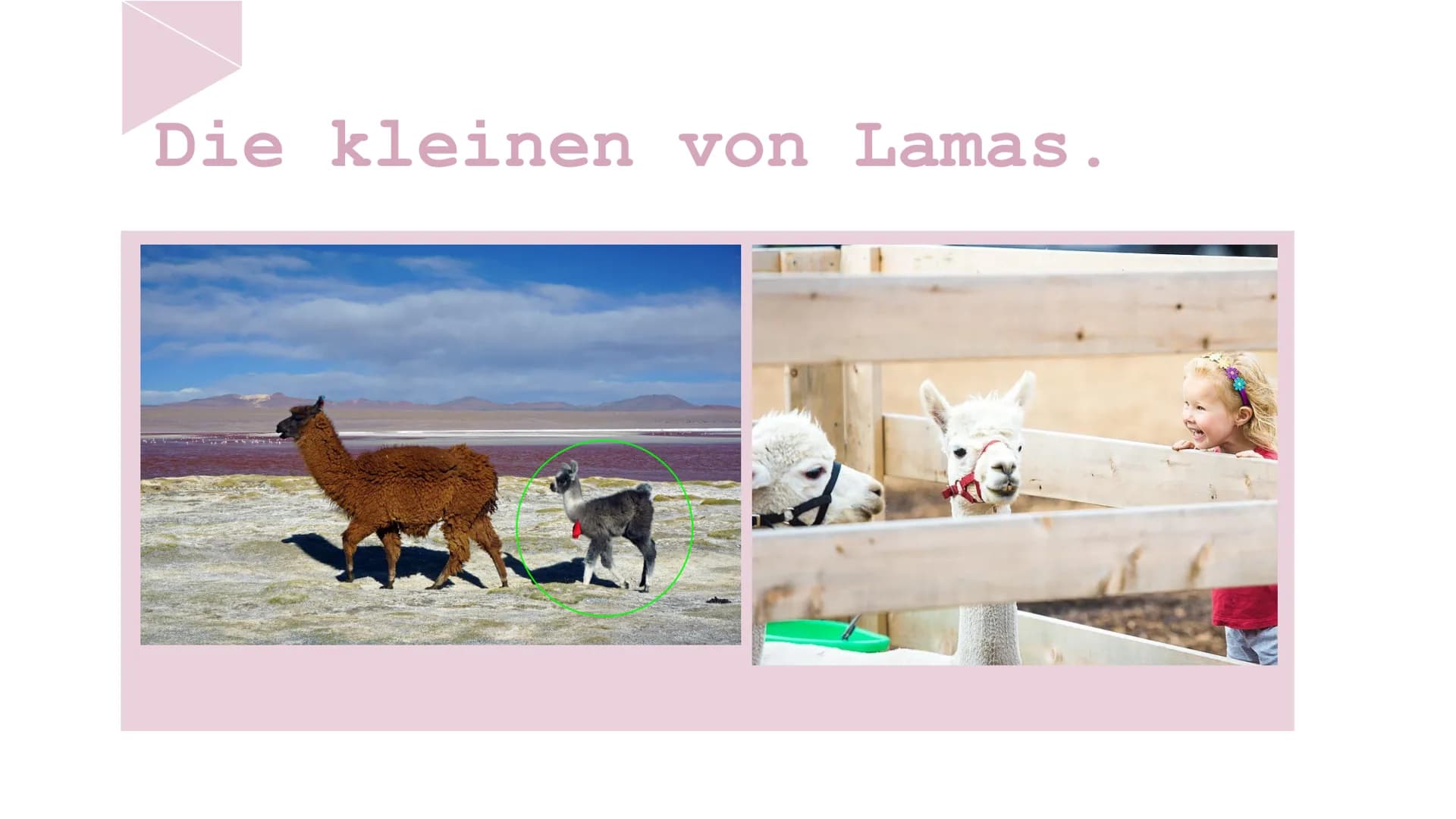 Der lama Die Lamas
fressen
Blätter
und Gras. Die Lamas sind
behaart.
Wolle produzieren.
Behaart: Peloso
Wolle: Lana Die Lamas spucken, wenn 