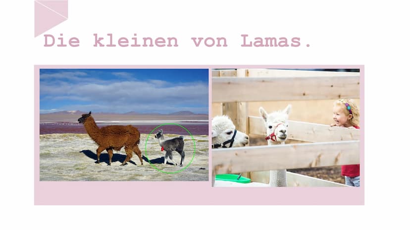 Der lama Die Lamas
fressen
Blätter
und Gras. Die Lamas sind
behaart.
Wolle produzieren.
Behaart: Peloso
Wolle: Lana Die Lamas spucken, wenn 